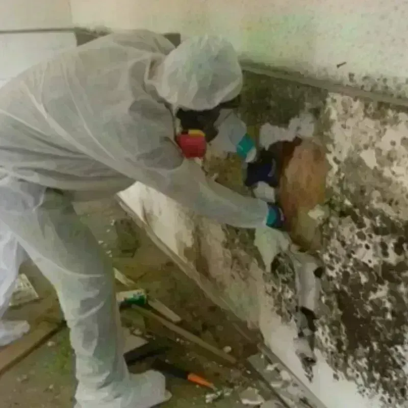 Mold Remediation and Removal in Kerrville, TX